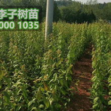香樟樹 靜默在城市邊緣的詩意