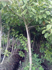 龍海市興濤花木專業合作社 香樟種植的綠色先鋒